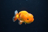 Juvenile Lionchu  Red White 3.5 Inch (ID#1126R11b-9) Free2Day SHIPPING