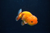 Juvenile Lionchu  Red White 3.5 Inch (ID#1126R11b-9) Free2Day SHIPPING