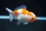 Yuan Bao Oranda  Calico 3.5 Inch (ID#816Yb10b-13) Free2Day SHIPPING