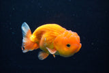 Juvenile Lionchu  Red White 3.5 Inch (ID#1126R11b-9) Free2Day SHIPPING