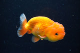 Juvenile Lionchu  Red White 3.5 Inch (ID#1126R11b-9) Free2Day SHIPPING