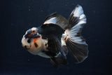 Thai Oranda  Tricolor 5.5 Inch (ID#1025To6c-104)