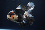 Thai Oranda  Tricolor 5.5 Inch (ID#1025To6c-104)