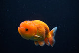 Juvenile Lionchu  Red White 3.5 Inch (ID#1126R11b-9) Free2Day SHIPPING