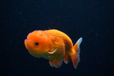 Juvenile Lionchu  Red White 3.5 Inch (ID#1126R11b-9) Free2Day SHIPPING