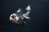 Thai Oranda  Tricolor 5.5 Inch (ID#1025To6c-104)