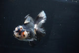 Thai Oranda  Tricolor 5.5 Inch (ID#1025To6c-104)