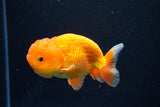 Juvenile Lionchu  Red White 3.5 Inch (ID#1126R11b-9) Free2Day SHIPPING