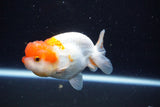 Juvenile Lionchu  Red White 3.5 Inch (ID#1126R11b-10) Free2Day SHIPPING