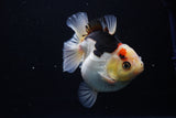 Thai Oranda  Tricolor 4.5 Inch (ID#1025To6c-105)