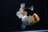 Thai Oranda  Tricolor 4.5 Inch (ID#1025To6c-105)