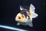 Thai Oranda  Tricolor 4.5 Inch (ID#1025To6c-105)