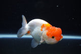 Juvenile Lionchu  Red White 3.5 Inch (ID#1126R11b-10) Free2Day SHIPPING