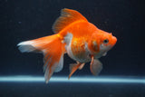 Ryukin Long Tail Red White 5 Inch (ID#0113Ry7b-4) Free2Day SHIPPING