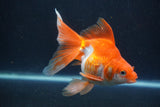 Ryukin Long Tail Red White 5 Inch (ID#0113Ry7b-4) Free2Day SHIPPING