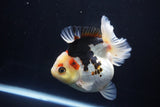 Thai Oranda  Tricolor 4.5 Inch (ID#1025To6c-105)