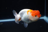 Juvenile Lionchu  Red White 3.5 Inch (ID#1126R11b-10) Free2Day SHIPPING