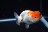 Juvenile Lionchu  Red White 3.5 Inch (ID#1126R11b-10) Free2Day SHIPPING