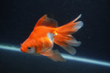 Ryukin Long Tail Red White 5 Inch (ID#0113Ry7b-4) Free2Day SHIPPING