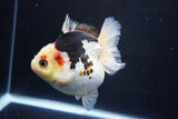 Thai Oranda  Tricolor 4.5 Inch (ID#1025To6c-105)