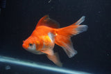 Ryukin Long Tail Red White 5 Inch (ID#0113Ry7b-4) Free2Day SHIPPING