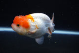 Juvenile Lionchu  Red White 3.5 Inch (ID#1126R11b-10) Free2Day SHIPPING