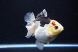 Thai Oranda  Tricolor 4.5 Inch (ID#1025To6c-105)