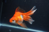 Ryukin Long Tail Red White 5 Inch (ID#0113Ry7b-4) Free2Day SHIPPING