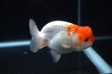 Juvenile Lionchu  Red White 3.5 Inch (ID#1126R11b-10) Free2Day SHIPPING