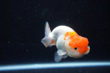 Juvenile Lionchu  Red White 3.5 Inch (ID#1126R11b-10) Free2Day SHIPPING