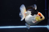 Thai Oranda  Tricolor 4.5 Inch (ID#1025To6c-105)