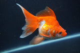 Ryukin Long Tail Red White 5 Inch (ID#0113Ry7b-4) Free2Day SHIPPING