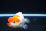 Juvenile Lionchu  Red White 3.5 Inch (ID#1126R11b-10) Free2Day SHIPPING