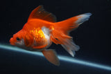 Ryukin Long Tail Red White 5 Inch (ID#0113Ry7b-4) Free2Day SHIPPING