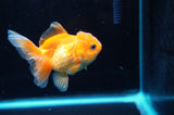 Juvenile Thai Oranda  Red White 3 Inch (ID#418T13b-76) Free2Day SHIPPING