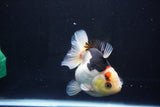 Thai Oranda  Tricolor 4.5 Inch (ID#1025To6c-105)