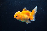 Juvenile Thai Oranda  Red White 3 Inch (ID#418T13b-76) Free2Day SHIPPING