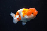 Juvenile Lionchu  Red White 3.5 Inch (ID#1126R11b-11) Free2Day SHIPPING