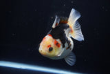 Thai Oranda  Tricolor 4.5 Inch (ID#1025To6c-105)