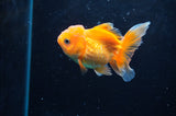 Juvenile Thai Oranda  Red White 3 Inch (ID#418T13b-76) Free2Day SHIPPING