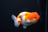 Juvenile Lionchu  Red White 3.5 Inch (ID#1126R11b-11) Free2Day SHIPPING