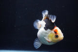 Thai Oranda  Tricolor 4.5 Inch (ID#1025To6c-105)