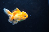 Juvenile Thai Oranda  Red White 3 Inch (ID#418T13b-76) Free2Day SHIPPING