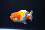 Juvenile Lionchu  Red White 3.5 Inch (ID#1126R11b-11) Free2Day SHIPPING