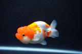 Juvenile Lionchu  Red White 3.5 Inch (ID#1126R11b-11) Free2Day SHIPPING