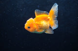 Juvenile Thai Oranda  Red White 3 Inch (ID#418T13b-76) Free2Day SHIPPING