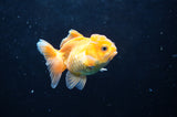 Juvenile Thai Oranda  Red White 3 Inch (ID#418T13b-76) Free2Day SHIPPING