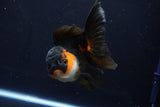 Thai Oranda  Red Black 5 Inch (ID#1025To6c-106)