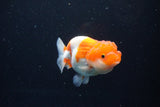 Juvenile Lionchu  Red White 3.5 Inch (ID#1126R11b-11) Free2Day SHIPPING