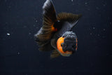 Thai Oranda  Red Black 5 Inch (ID#1025To6c-106)